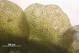 Attēlu rezultāti vaicājumam “Odontoschisma denudatum”