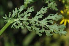 Attēlu rezultāti vaicājumam “Jacobaea vulgaris leaf”