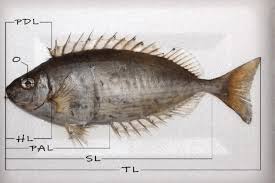 Image result for Siganus rivulatus
