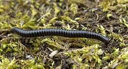 Attēlu rezultāti vaicājumam “Myriapoda”