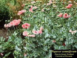 Attēlu rezultāti vaicājumam “Papaver somniferum flower”