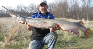 Image result for Lepisosteus osseus