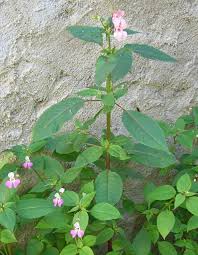 Attēlu rezultāti vaicājumam “Impatiens glandulifera flower”