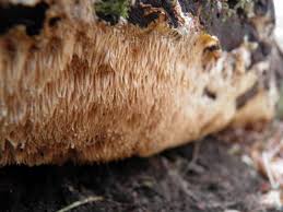 Attēlu rezultāti vaicājumam “Dentipellis fragilis”