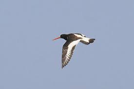 Attēlu rezultāti vaicājumam “Haematopus ostralegus adult”