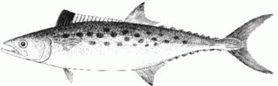 Image result for Scomberomorus maculatus
