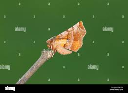 Attēlu rezultāti vaicājumam “Selenia dentaria”