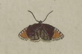 Attēlu rezultāti vaicājumam “Pammene rhediella”