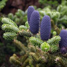 Attēlu rezultāti vaicājumam “Abies koreana”