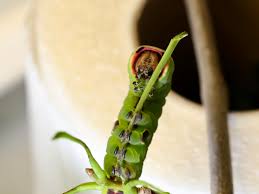 Attēlu rezultāti vaicājumam “Cerura vinula larva”