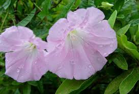 Attēlu rezultāti vaicājumam “Calystegia inflata”