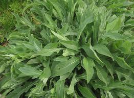 Attēlu rezultāti vaicājumam “Knautia arvensis leaf”