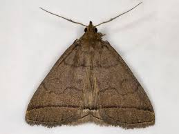 Attēlu rezultāti vaicājumam “Zanclognatha tarsipennalis”