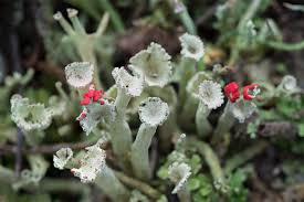 Attēlu rezultāti vaicājumam “Cladonia deformis”