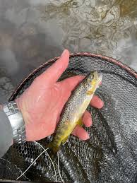 Image result for Dulverton Angling Association