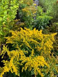 Attēlu rezultāti vaicājumam “Solidago canadensis fruit”