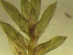 Attēlu rezultāti vaicājumam “Didymodon rigidulus sporophyte”