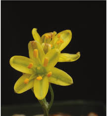 Attēlu rezultāti vaicājumam “Conardia compacta macro”