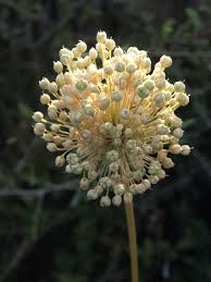 Attēlu rezultāti vaicājumam “Anthyllis maritima bud”