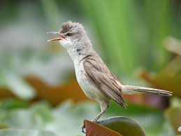 Attēlu rezultāti vaicājumam “Acrocephalus arundinaceus adult”