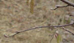 Attēlu rezultāti vaicājumam “Alnus incana bud”