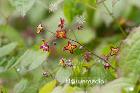 Attēlu rezultāti vaicājumam “Epimedium alpinum”