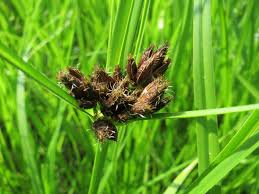 Attēlu rezultāti vaicājumam “Bolboschoenus maritimus”