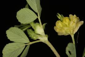 Attēlu rezultāti vaicājumam “Trifolium medium bud”
