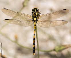 Attēlu rezultāti vaicājumam “Gomphidae”