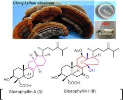 Attēlu rezultāti vaicājumam “Gloeophyllum abietinum”