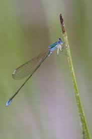 Attēlu rezultāti vaicājumam “Nehalennia speciosa”