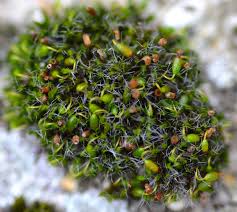 Attēlu rezultāti vaicājumam “Rhynchostegiella tenella macro”