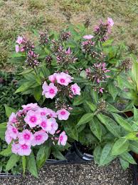 Image result for Phlox paniculata `Bright Eyes`