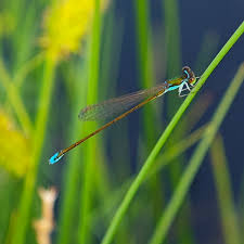 Attēlu rezultāti vaicājumam “Nehalennia speciosa”