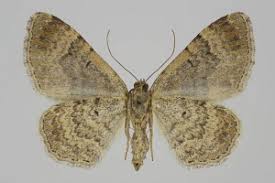 Attēlu rezultāti vaicājumam “Xanthorhoe ferrugata”