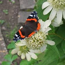 Attēlu rezultāti vaicājumam “Vanessa atalanta”