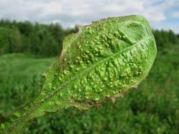 Attēlu rezultāti vaicājumam “Trioza dispar”