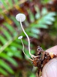 Attēlu rezultāti vaicājumam “Collybia tuberosa”