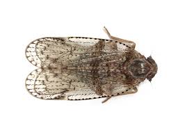 Attēlu rezultāti vaicājumam “Cixiidae”