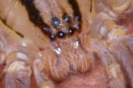 Attēlu rezultāti vaicājumam “Miturgidae”