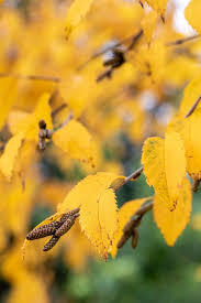 Attēlu rezultāti vaicājumam “Betula alleghaniensis”