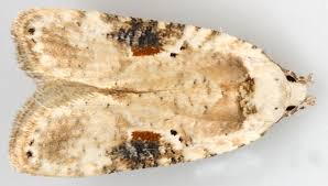 Attēlu rezultāti vaicājumam “Agonopterix alstromeriana”