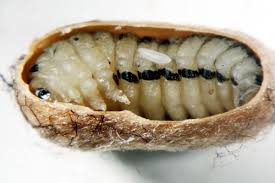 Attēlu rezultāti vaicājumam “Diprion pini female”