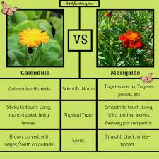 Attēlu rezultāti vaicājumam “Calendula officinalis leaf”