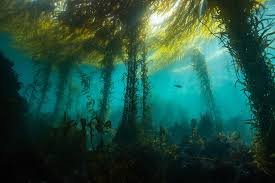 Image result for Breakwater Divers