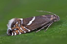 Attēlu rezultāti vaicājumam “Glyphipterigidae”