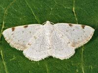 Attēlu rezultāti vaicājumam “Lomographa bimaculata”