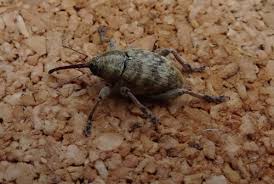 Attēlu rezultāti vaicājumam “Curculio venosus”