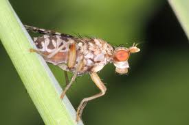 Attēlu rezultāti vaicājumam “Trypetoptera punctulata”