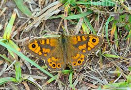 Attēlu rezultāti vaicājumam “Lasiommata megera male”